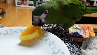 #앵무새 #한스마카우 #macaw 우리 수박이 오렌쥐~…