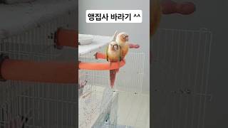앵집사만 바라보고 있는 앵무들 #앵무새 #코뉴어 #parrot #반려동물 #cute