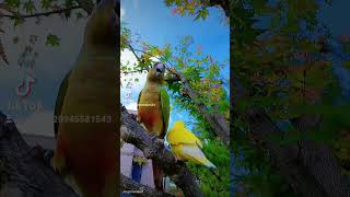 위험한 사랑 코뉴어 앵두 모란 체리 # 코뉴어 자두 뒤져서 