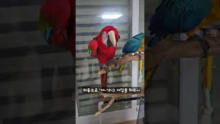 &quot;상구만세~&quot;   #앵무새 #청금강앵…