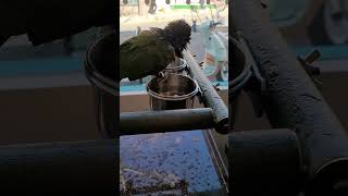 목욕하는 한스마카우