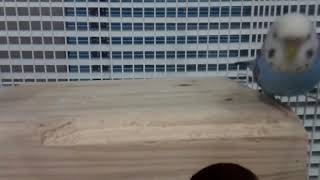 운동하는 앵무새]사랑앵무, 운동하는 잉꼬 백페리양