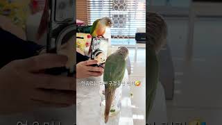 앵무새얼음먹방2#shorts #앵무새 #코뉴어 #럭키라떼
