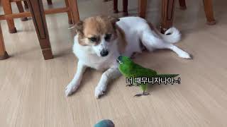 ❤️한스마카우 찌랭이와 시고르자브종 댕댕이 래시의 환상…