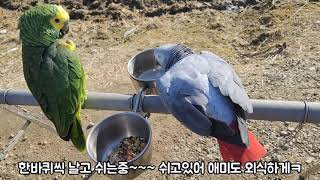 앵무새자유비행