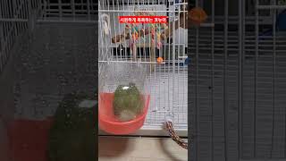 시원하게 목욕하는 코뉴어 #birds #parrot #코뉴어 #목욕하는 앵무새
