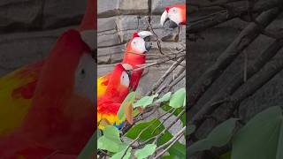 금강앵무 #Singapore
