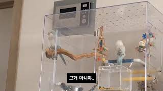 퀘이커앵무새 우주의 버퍼링걸린 말