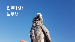 앵무새를 언덕에 풀어주었습니다! 과연 돌아올까???! 앵무새산책 회색앵무 청금강 자유비행