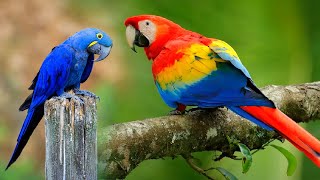 Top 10 Most Beautiful Macaws i…