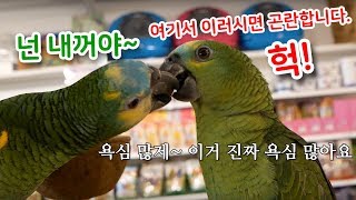 [관찰] 여기서 이러시면 곤란합니다. 뽀뽀? 애정표현? ㅋㅋ 아마존 앵무새~ 진영 리프패럿