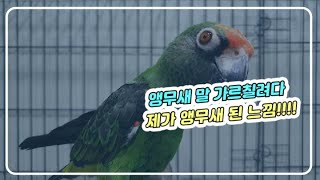 말하는앵무새 자딘앵무 안녕~~교육하는법