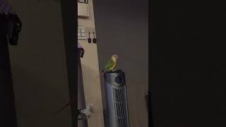 "안돼"라고 정확하게 발음하는 소망이(코뉴어)