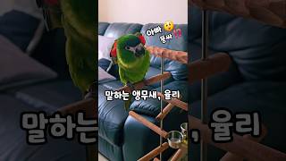 율리아빠는 화캉스 중❓️ #말하는앵무새 #한스마카우