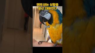 앵무새는 문맥과 상황을 이해하고 대화한다. #앵무새 #대화 #shorts #동물 #funny #animals #parrot #재미있는동물