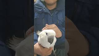 귀농귀촌 코카투앵무새 말하고 놀아주기