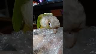 뽁뽁이 터트리는 만두 Popping bubble wra…