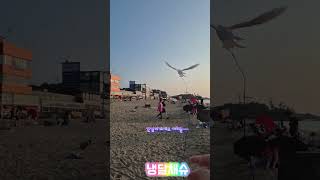 #목도리앵무새#앵무새#parrot#말하는앵무새#산책#바닷가#방아머리해수욕장