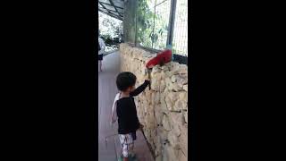 필리핀 세부  동물원 금강앵무새 Macaw