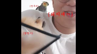 현이(HyunE) - 앵무새와 댕댕이 (Free Single)