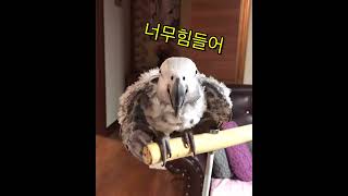 아빠기다리는 회색앵무새