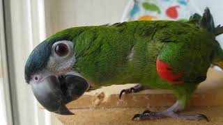 써니와 안녕이 썬코뉴어&한스마카우 앵무새텐트에 들어간 써니