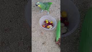 대한 독립 만세 울 아마존C