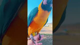 앵무새 호출훈련 | 청금강 겨울이 가을이 | #마카우 #금강앵무 #parrot