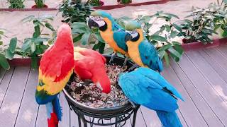 대전오월드 버드랜드 익사이팅존, 앵무새, 홍금강, 청금강, 스칼렛, 밀리터리마카우