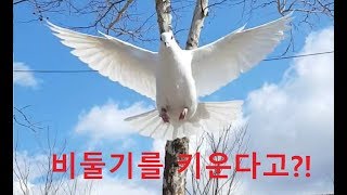 비둘기로 자유비행!