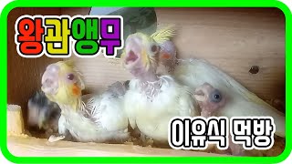 왕관앵무 Episode.17 앵무새 아가들 이유식 먹방