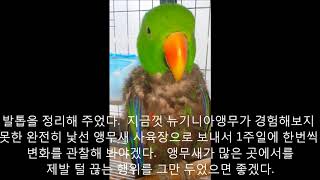 self injury Eclectus parrot th…