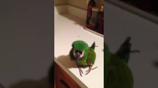 Severe macaw owns the kitchen,…