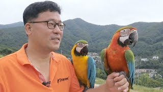 자유비행 앵무새 아빠! 그들만의 기막힌 이야기 @순간포…