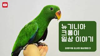뉴기니아 앵무새 크롱이 저녁식사