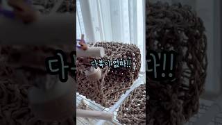 다복이 없다!! 까꿍앵무새 다복이 #퀘이커앵무새 #러블…