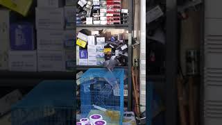 말잘하는 회색앵무