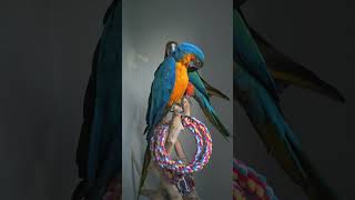 조민규앵무새(2025년6월17일)#인천 #연수구#송도#…