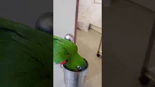 [한스마카우 앵무새] 어딜가려고?