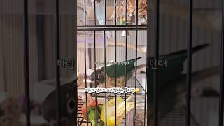 앵무새 형제의 트리벨리 사랑 #코뉴어 #앵무새 #앵무새…