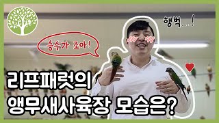 [앵무새키우기] 리프패럿 3000마리 앵무새 농장입니다!