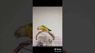 소망이의 포즈(코뉴어)