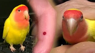 다른 가족은 접근금지! 앵무새 소리의 ‘아빠는 내 운명…