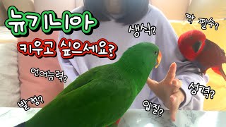 [지구젤리/ 정보] 뉴기니아 키우기 전 필수 시청! 이…