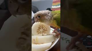 소망이의 일상(코뉴어)