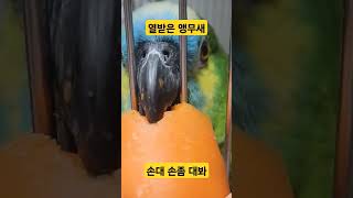 열받은 앵무새 #parrot #노래하는앵무새 #소주 #…