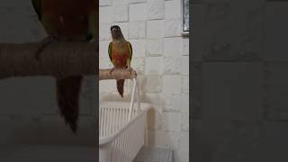 #코뉴어앵무새 #birds #cute