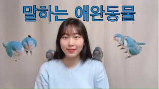 귀여운 퀘이커 앵무새ㅣ 호두 자두를 소개 합니다 | 호…