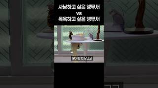 사냥하고 싶은 앵무새 vs 목욕하고 싶은 앵무새  회색…