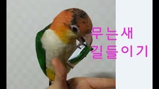 앵무새를 잘 키우려면 7 (무는새 길들이기 앵무새 입질 교정)